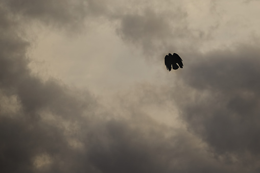 Silhouette of a flying bird against a cloudy sky, bird and sky before the storm, impending disaster