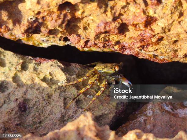 Search Under Rocks A Crab Under Rock Stock Photo - Download Image Now - Animal, Animal ...