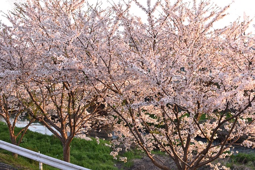 Cherry blossoms shining pink in the sunset