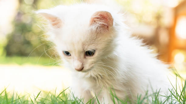 turkish van cat. van kedisi. cute white kitten with colorful eyes. - mini van fotos imagens e fotografias de stock