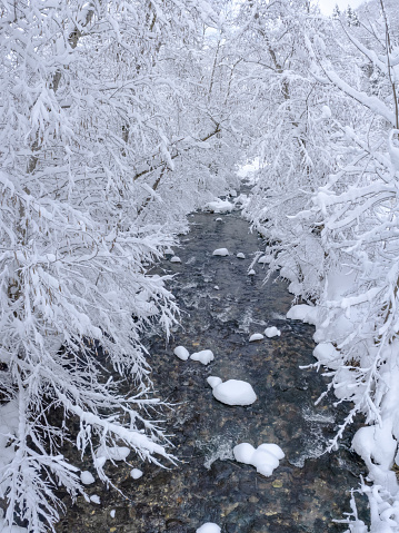 Avrig river flowing through a snow blizzard. All tree branches are covered with thick ice and snow. Winter season, Carpathia, Romania