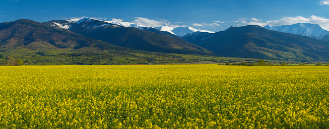 A picturesque rural landscape featuring vast yellow rapeseed fields, green hills, and majestic rocky mountains in the background, under a sunny sky.