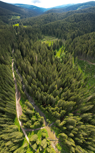 Vertical drone view above Sadu valley. Sadu river flowing along wild coniferous forests through green pastures. Cindrel mountain peaks are raising impetuous to the clouded sky. Carpathia, Romania