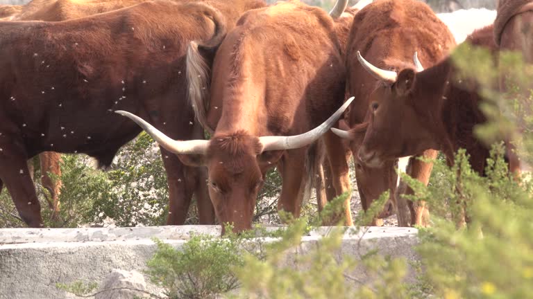 Longhorn cow herd drink water Big Bend Ranch State Park Texas