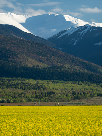 Vertical panorama of a picturesque rural landscape featuring vast yellow rapeseed fields, green hills, and majestic rocky mountains in the background, under a sunny sky.
