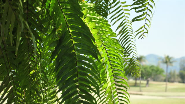 Lush green foliage of tropical plants with sunlit leaves and tranquil