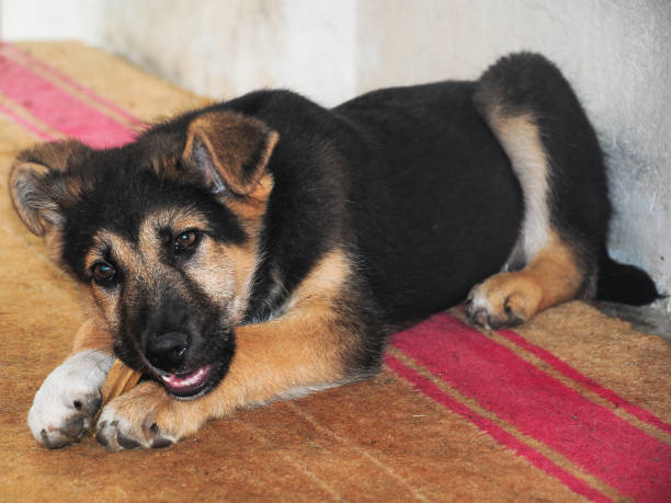 istock A cub of german shepherd chewing a bone 2148734211
