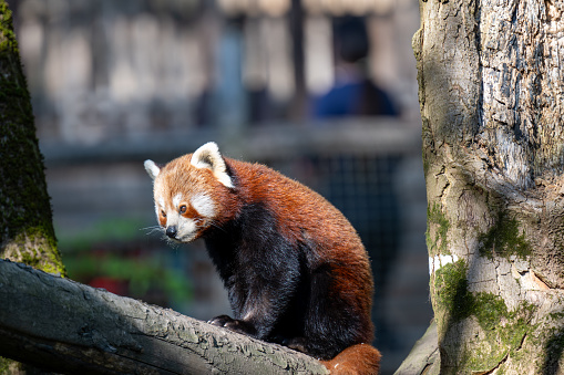 Red panda in Copenhagen Zoo