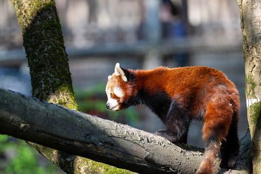 animal themes: single red panda on top of a fallen tree.