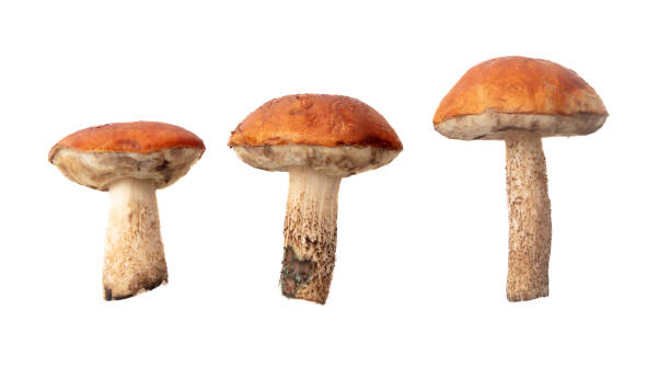 istock Boletus mushrooms isolated on white background 2148734873