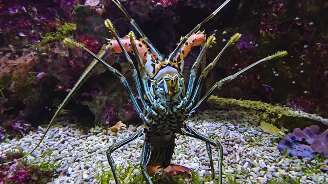 A colourful lobster