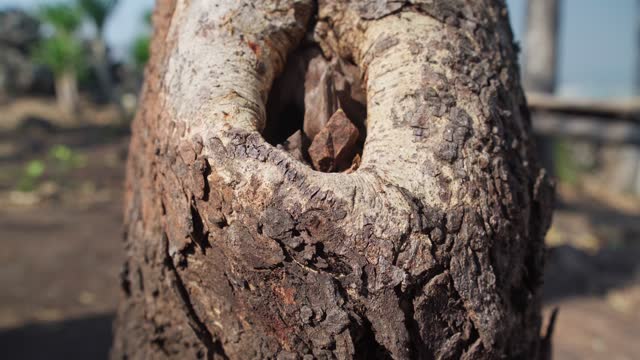 Group of Ant on Tree Trunk with Hollow Knot, Nature's Imperfections and Unique Formations.