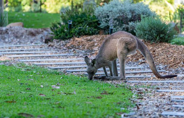 istock Wild Eastern Gray Kangaroo Relaxing in New South Wales,  Eastern Australia 2148735764