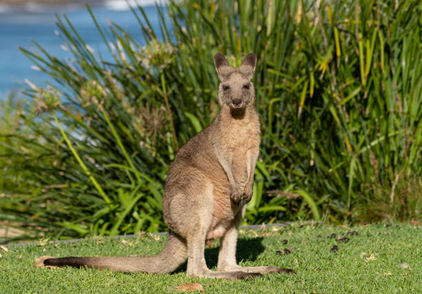 Wild Eastern Gray Kangaroo relaxing in New South Wales,  Eastern Australia