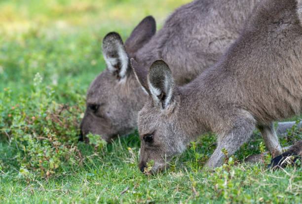 istock Wild Eastern Gray Kangaroo Relaxing in New South Wales,  Eastern Australia 2148735792