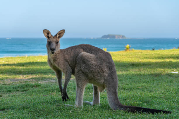istock Wild Eastern Gray Kangaroo Relaxing in New South Wales,  Eastern Australia 2148735806