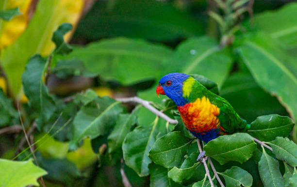 Wild Lorikeet Bird in New South Wales,  Eastern Australia