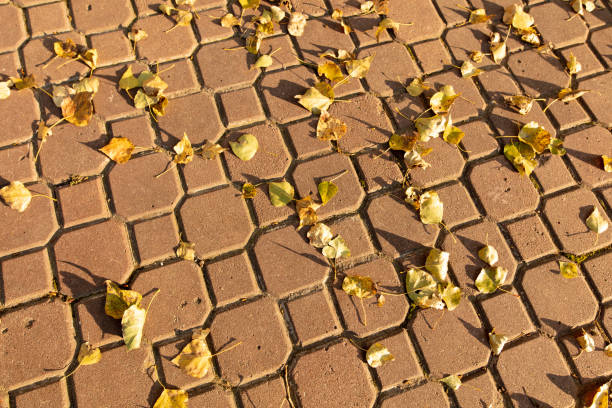 Fallen birch leaves on the sidewalk in the park. Autumn.
