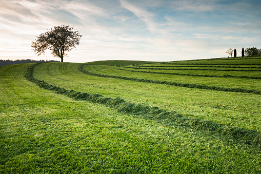 A farmer's field of fresh vibrant green grass recently mowed in rows