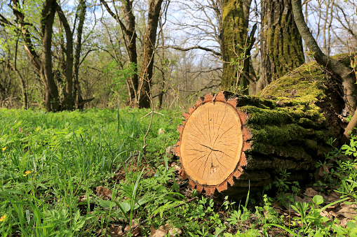 View on oak stump with moss in spring forest