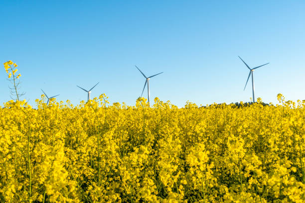 istock Yellow field during canola flowering 2148738649