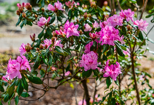 A close-up shot of pink flowers on a bush at a garden in Seatac, Washington.