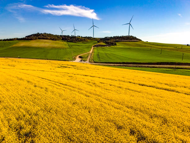 Yellow field during canola flowering