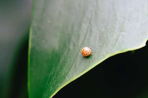 A small ladybug perched on the edge of a green leaf, highlighted by natural lighting