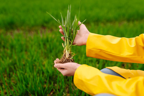 istock Farmer woman  holding green wheat sprouts, checking growth. 2148739634