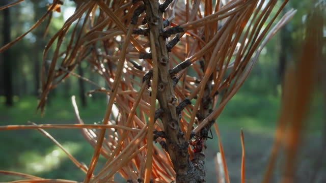Dry Pine Branch with Ants in Shaded Forest