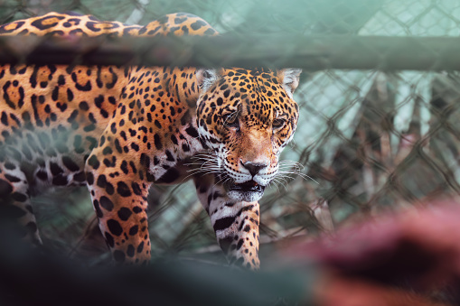 Captive jaguar pacing behind the mesh of its enclosure at a zoo