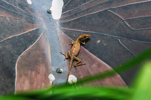 A brown anole lizard basking on a darkened leaf with water droplets