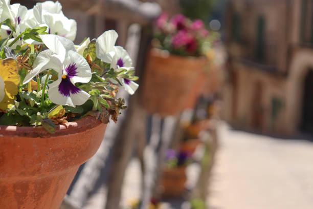 Close-up of viola wittrockiana flowers in a clay pot in a street in Valldemossa in Majorca.