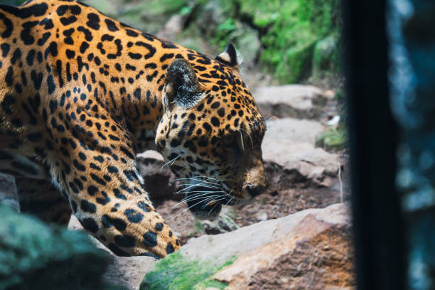 Captive Jaguar Walking in Zoo Environment