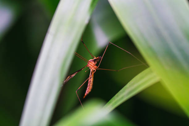 Mosquito resting on a green leaf during the night hours in Houston, TX. These are most prolific during the warmer months and can carry the West Nile virus.