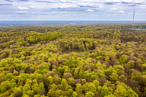 istock Beautiful spring forest landscape, fresh green leaves on trees in spring, view from drone. 2148740138