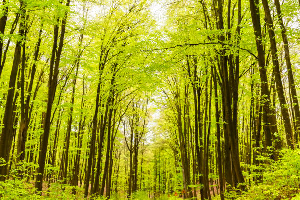 Beautiful spring forest landscape, fresh green leaves on trees, spring in deciduous forest.