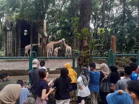 Multi-ethnic group of children (7 to 11 years) at zoo feeding giraffe.