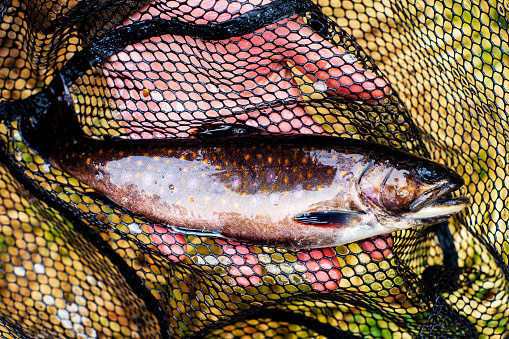 A wild Nova Scotia Brook Trout, or Speckled Trout being gently held be a fisher before being released.  Part of a series.