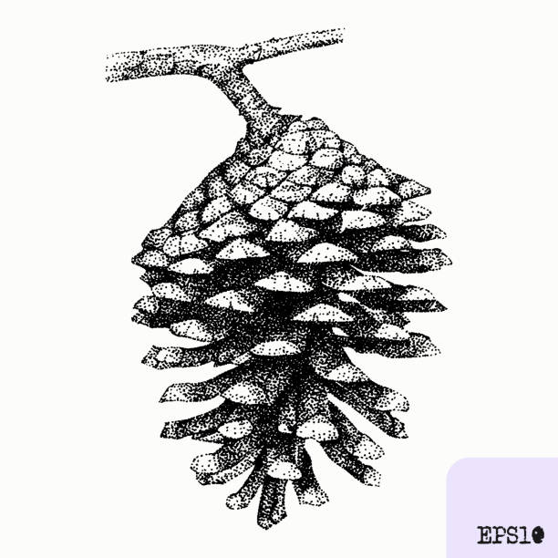 Pine cone Tree plant, fruit. Pointillism, graphic black ink drawing unfinished pine stock illustrations