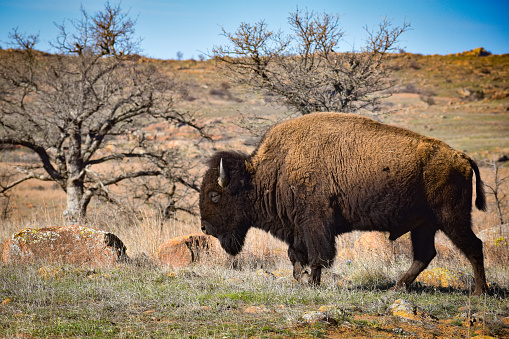 A grazing American bison taken at the Wichita Mountains in Oklahoma.