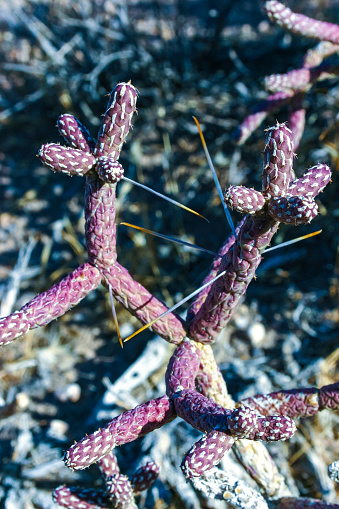 Arizona pencil cholla (Cylindropuntia leptocaulis), close-up of succulent elongated stems of a spiny cactus, California