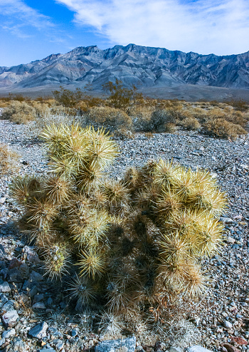 Teddy bear cholla (Cylindropuntia bigelovii), cactus with tenacious yellow spines, numerous in the Sonoran Desert, California