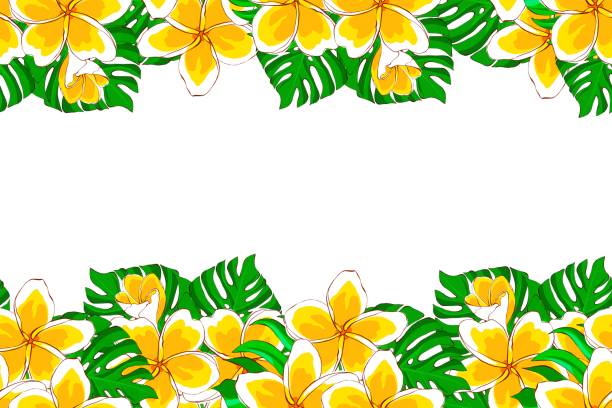Floral template of tropical flowers and leaves, hand drawn illustration on a white background. Exotic flowers and monstera leaves. Design for invitation, greeting card and banner. Floral template of tropical flowers and leaves, hand drawn illustration on a white background. Exotic flowers and monstera leaves. Design for invitation, greeting card and banner plumeria lei stock illustrations