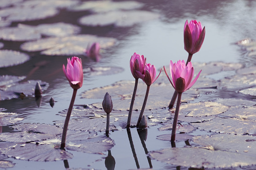 Pink lotus flowers in the pond