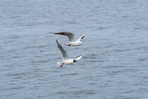 River gull and black-headed gull soars high above the water. Common gulls fly wings spread wide on the wind. Birdlife in wild nature in river. Freedom concept.