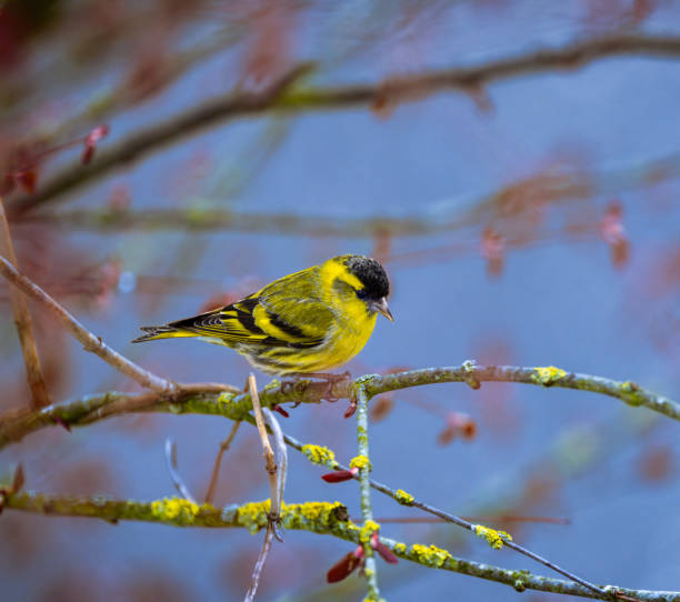 Closeup of a yellow male black-headed goldfinch