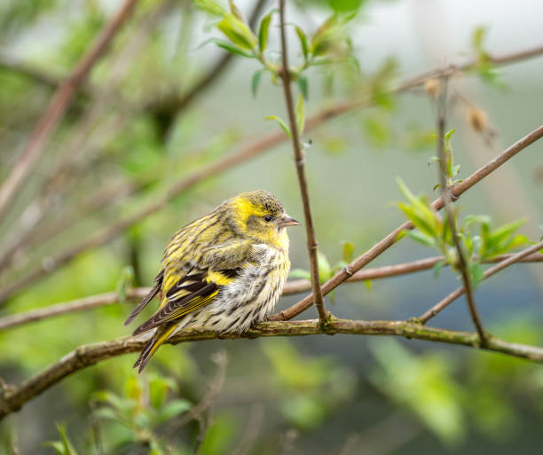 istock Female black-headed goldfinch 2148743277