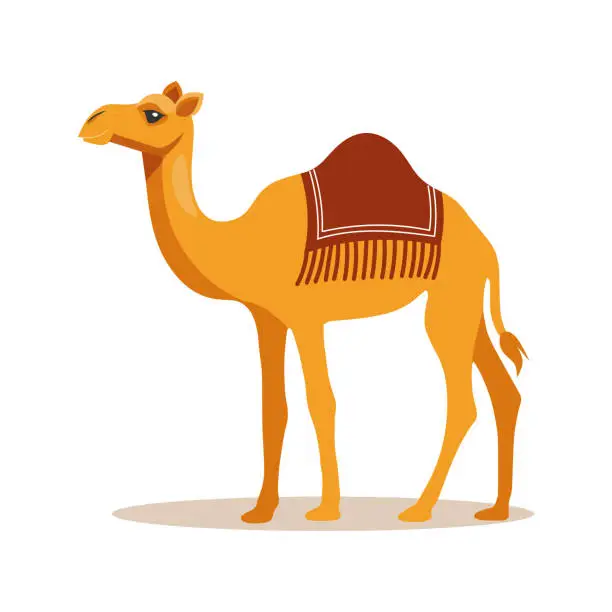Vector illustration of Cute dromedary camel on a white background. Children's illustration of an animal.