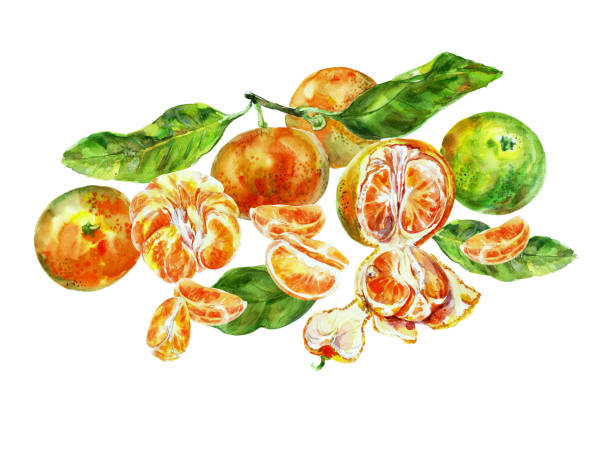 istock Painting template of orange fruit with leaves. Watercolor hand-drawn elements. Isolated on white background. Delicious fruit clip-art illustration. Used on labels, napkins, towels, tableware, package 2148743566